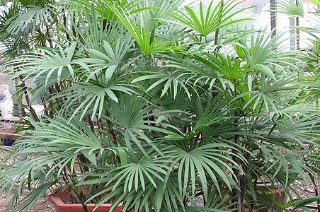 矮棕竹 - 图片/介绍/花期/花语/知识 - 千草植物