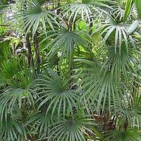 矮棕竹 - 图片/介绍/花期/花语/知识 - 千草植物