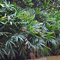 矮棕竹 - 图片/介绍/花期/花语/知识 - 千草植物