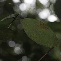 玫瑰木