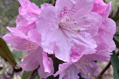 枯鲁杜鹃