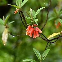 管花杜鹃