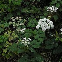 拐芹