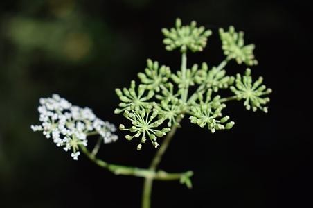 骨缘当归