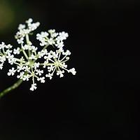 骨缘当归