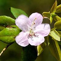 马银花