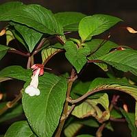 大苞苣苔属