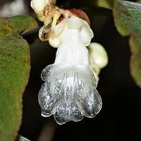 大苞苣苔属