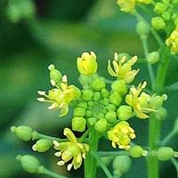 风花菜