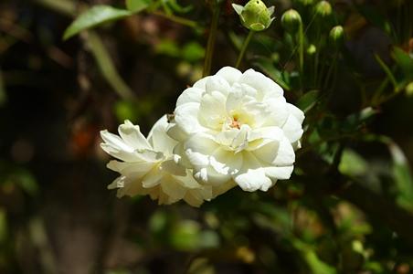 木香花