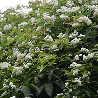 木香花