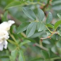 木香花