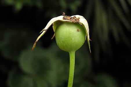 月季花
