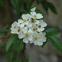 小果蔷薇
