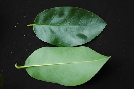 圆滑番荔枝