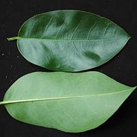 圆滑番荔枝