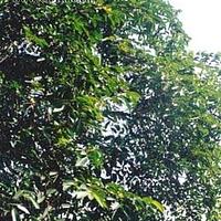 圆滑番荔枝