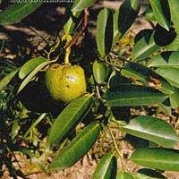 圆滑番荔枝