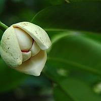 刺果番荔枝