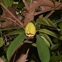 刺果番荔枝