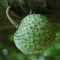 刺果番荔枝