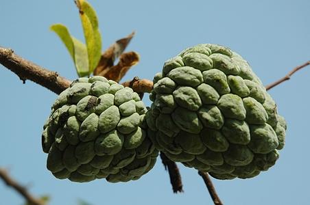 番荔枝