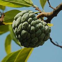 番荔枝