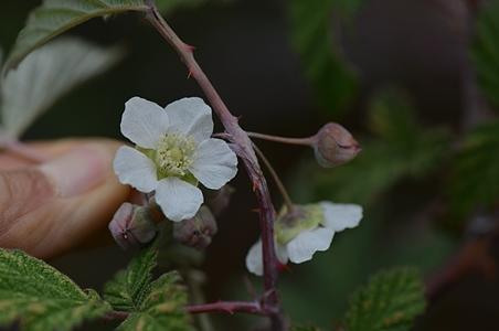 粉枝莓