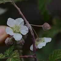 粉枝莓