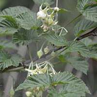 粉枝莓
