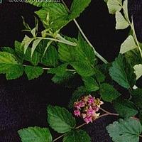 弓茎悬钩子
