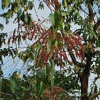 使君子科