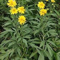 金光菊