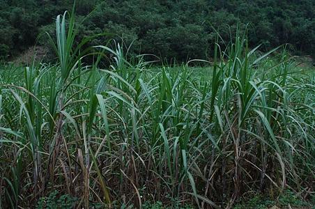 竹蔗