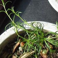 无毛漆姑草