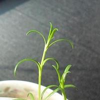 无毛漆姑草