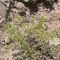 天山猪毛菜