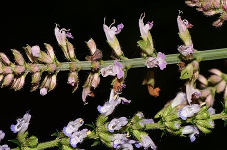铁线鼠尾草