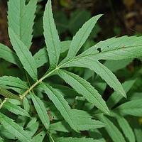 伪泥胡菜属