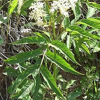 血满草