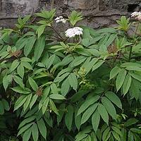 血满草