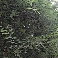 耀花豆