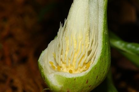 斑龙芋属