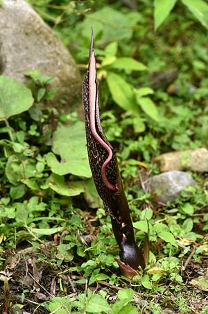 斑龙芋