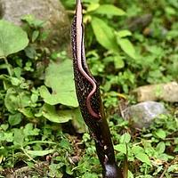 斑龙芋