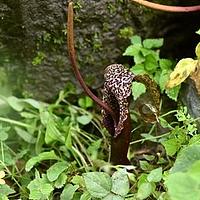 斑龙芋