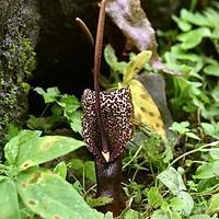 斑龙芋