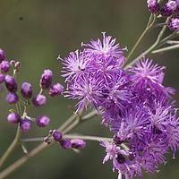 风毛菊