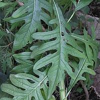 风毛菊