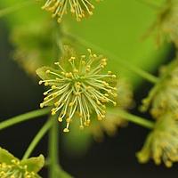 杨柳科